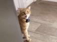 Кіт, що говорить, підкорює мережу (відео)
