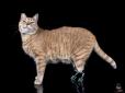 Повернули радість життя рудому красеню: Кіт з протезами на лапах став зіркою Інтернету (відео)