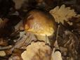 Тихе полювання посеред зими: Закарпатці продовжують збирати гриби в лісі (фотофакт)