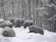 Навіть ведмеді не заснули: З'явилися нові дані про аномальну зиму в Україні