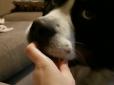 Доллі занадто любить олівці: Як собака заважає господині робити уроки (відео)