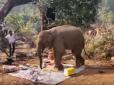 В Індії слоненя розігнало пікнік і відібрало їжу у відпочивальників (відео)