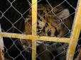 Шістьох тигрів виявили на острові в столиці України