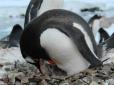 Нове життя: Полярники показали народження і перші дні пінгвіняток (фото)