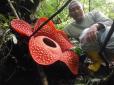 Хоч і смердить, а живе тиждень і найбільша в світі: У тропічних лісах Індонезії розцвіла яскраво-червона квітка (фото)