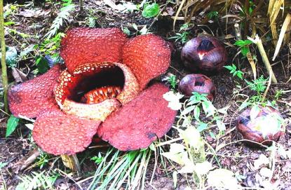 Рафлезія Арнольда (Rafflesia arnoldii R.Br.) Квітка і бутони