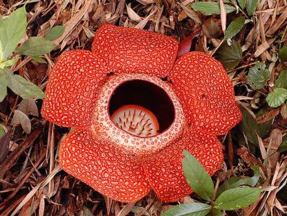 Рафлезія Кейті (Rafflesia keithii Meijer) - один із видів Рафлезієвих