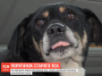 Зворушливо до сліз: На Одещині з залізничних колій врятували побитого пса, який вже прощався із життям (відео)