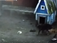 Хіти тижня. Оголошено карантин: Сутичка скаженої лисиці-вбивці з собакою під Бердянськом потрапила на відео