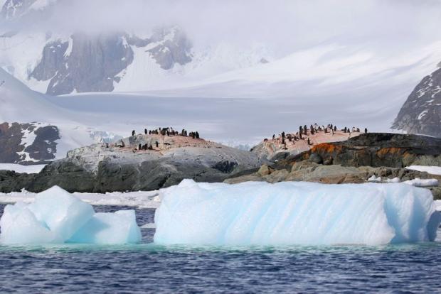 Пінгвіни в Антарктиді Фото: Оксана Савенко