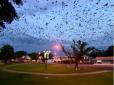 Тисячі звірків постійно кружляють у небі: Австралійське місто страждає від нашестя кажанів (фото, відео)