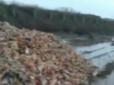 Гниють тисячі трупів: Під Дніпром біля заправки влаштували небезпечний для людей могильник (відео)