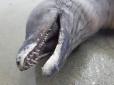 Дельфін без очей: На пляжі у Мексиці знайшли дивну істоту (фото)