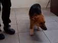 Справжнє диво: Пес, якому живодер відрубав усі лапи, почав ходити без протезів (відео)