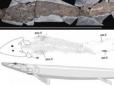 Дивовижа з минулого: Археологи відкопали скелет риби з пальцями (фото)