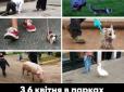 Що робити, якщо немає собаки: Українцям дали карантинну 