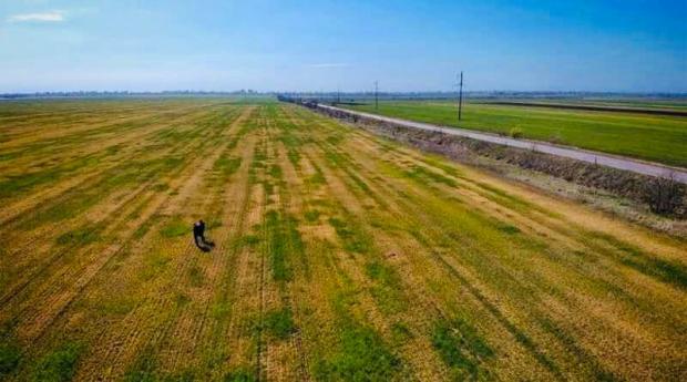 В Одеській області гине урожай. Фото: соцмережі.