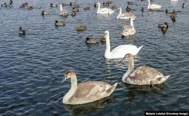 Лебеді на озері у заповіднику «Клебан Бик», що на Донеччині. Лютий 2020 року