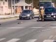 Курйоз дня: У Харкові дика качка з каченятами заблокувала рух на одній із жвавих вулиць (відео)