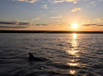 Дельфіна, який заплив на 135 км вглиб материкової України, врятували на Миколаївщині (відео)