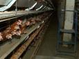 У місті заборонили продавати яйця і куряче м'ясо: На Полтавщині на птахофабриці загинуло 600 тисяч курей