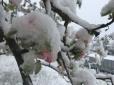 Стихія розгулялася: На Закарпатті квітучі дерева вкрило снігом (фото)