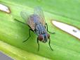Вірусолог розповів про комаху, здатну заразити COVID-19