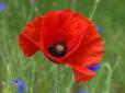 Квітка із могил загиблих воїнів: Чому червоний мак замінив георгіївську стрічку