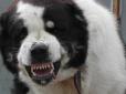 Будні скреп: У Росії собака бігала по двору з головою чоловіка в зубах