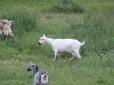 Карантин так карантин: У Дніпрі помітили стадо кіз у масках (фото)