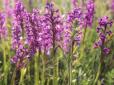 Краса України: Зацвіло найбільше в Європі поле диких орхідей (фотофакти)