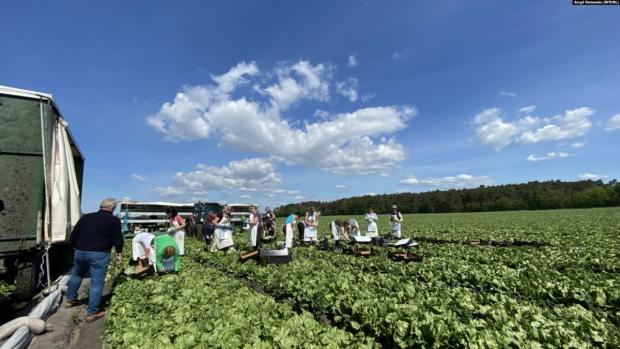 Заробітчан чекають фермери ЄС / Фото: Радіо Свобода