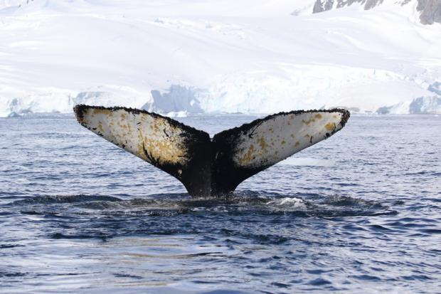 Рисунок на внутренней стороне хвоста у каждого кита неповторимый – как отпечатки пальцев у людей