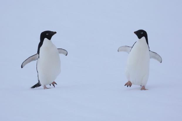 На антарктическом острове Галиндез, на котором находится украинская станция, гнездятся пингвины