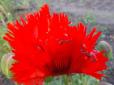 Квіткова казка у Ботанічному саду: Зацвіли неймовірні півонії та величезні маки (фото)