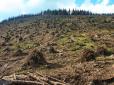 Рубають ліс навіть під час потопу? Мережу розлютило відео з Прикарпаття