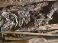З архіву ПУ. Він був амазонкою: Археологи розкрили таємницю стародавнього скіфського воїна з сибірського кургану (фото)