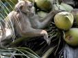 ​Британські супермаркети відмовляються продавати кокоси, які вирощують поневолені людьми мавпи