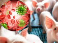 Бережіться! Епідеміологиня розкрила небезпеку і особливості свинячого грипу з Китаю