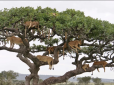 Хіти тижня. Десять левів вилізли на дерево поспати: Унікальне фото підірвало інтернет