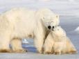 Кліматологи визначили, коли вимруть білі ведмеді
