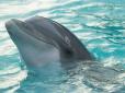 У бідолахи було хворе серце та набряк легенів: У дельфінарії окупованого Криму розчленували молодого дельфіна