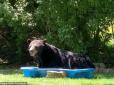 Хотів трохи охолонути: Величезний ведмідь заліз у дитячий басейн і влаштував там шоу (фото, відео)