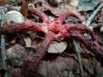 Схожі на морських істот: На Закарпатті знайшли червонокнижні гриби (фото)