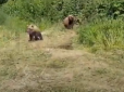 Риболовля для чоловіків закінчилася зустріччю з ведмедями - такого нахабства вони не чекали (відео)
