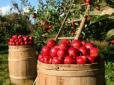 Рекордні ціни на яблука та ягоди: Що подорожчає наступним в Україні