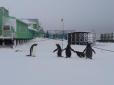 На українську антарктічну станцію завітали неочікувані гості (фото)