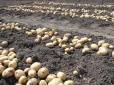 Новий сорт картоплі вивели науковці з Прикарпаття (відео)