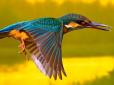 У це важко повірити! Екологи показали птаха, який повертає голову на 360 градусів (відео)