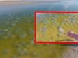 Вигрібають граблями: На популярному курорті нашестя медуз (відео)
